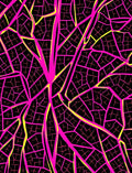Vibrant Pink Yellow Vein Diagram Rug