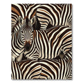 Bold Brown White Zebra Stripes Rug